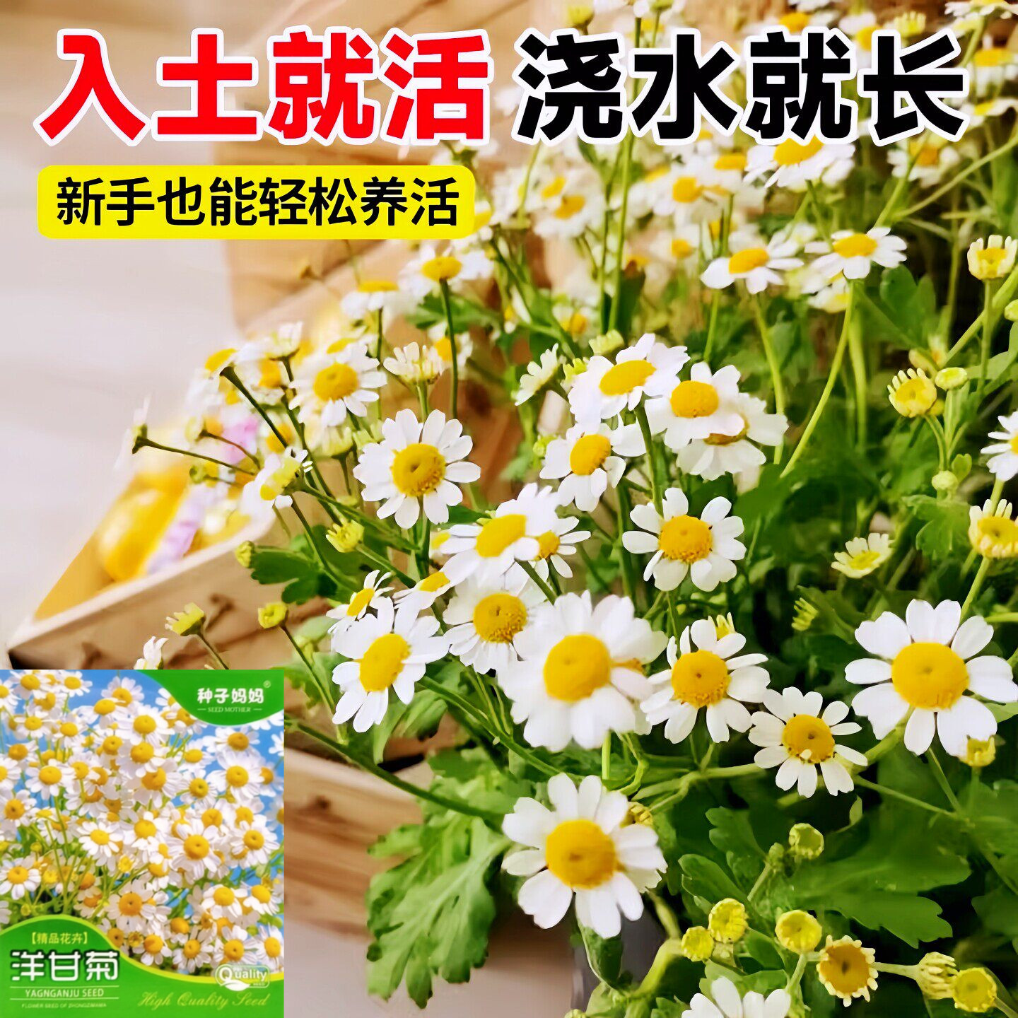洋甘菊种子四季植物开花易活室内外盆栽花卉白晶菊小雏菊花种籽子