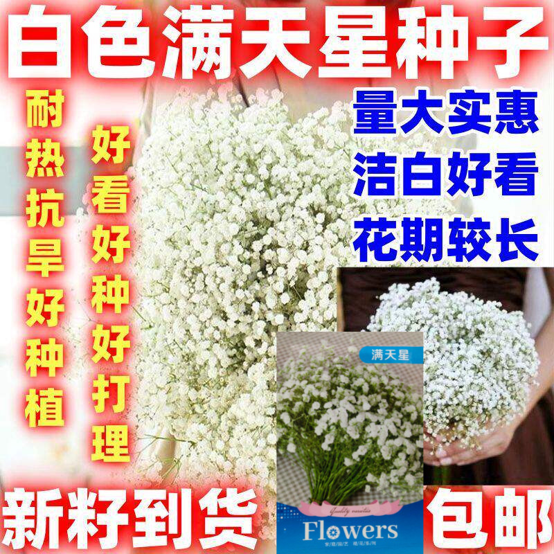 白色满天星花种子重瓣四季易活图片