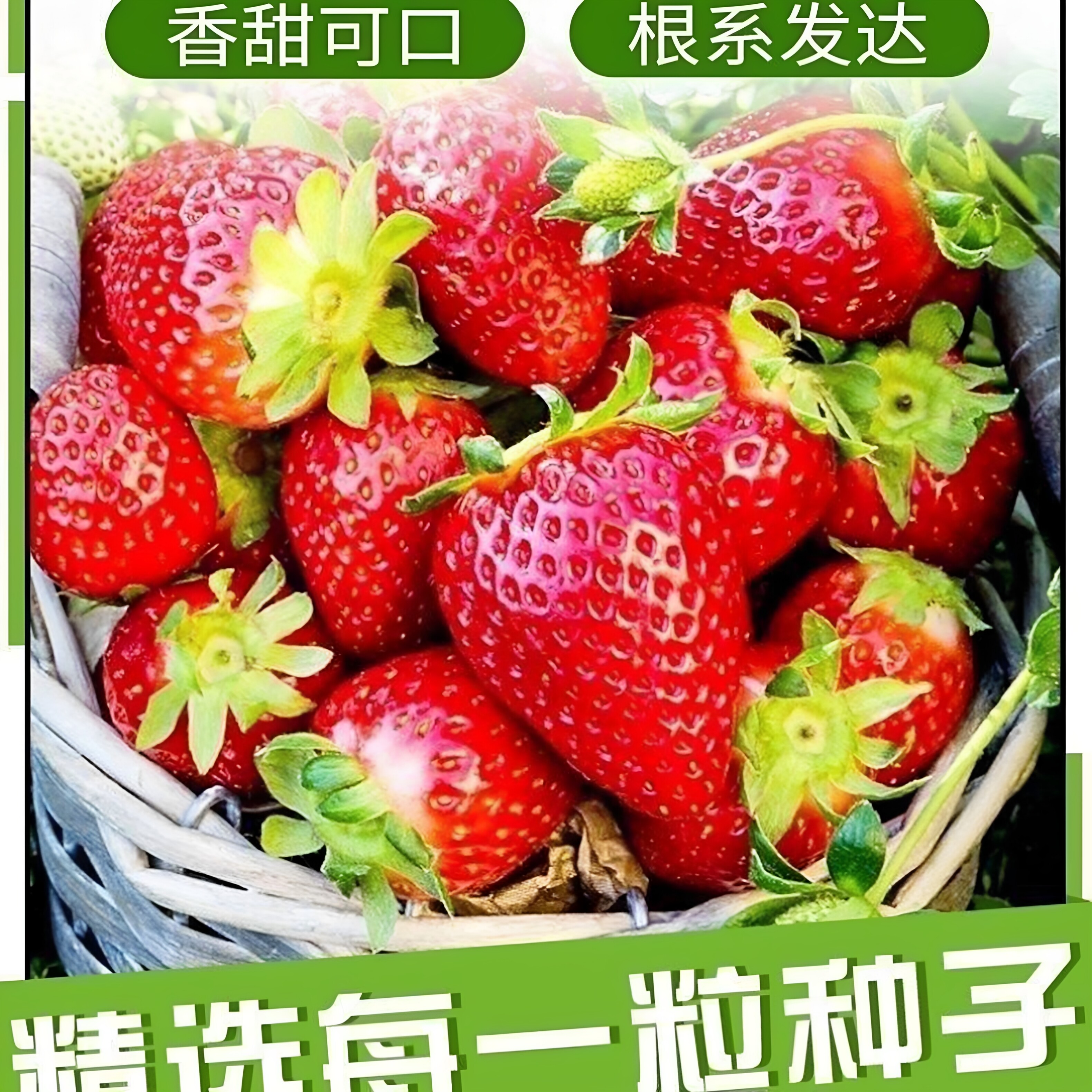 四季草莓种子阳台盆栽易种图片