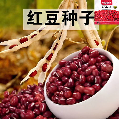 东北农家高产早熟大粒红豆种子