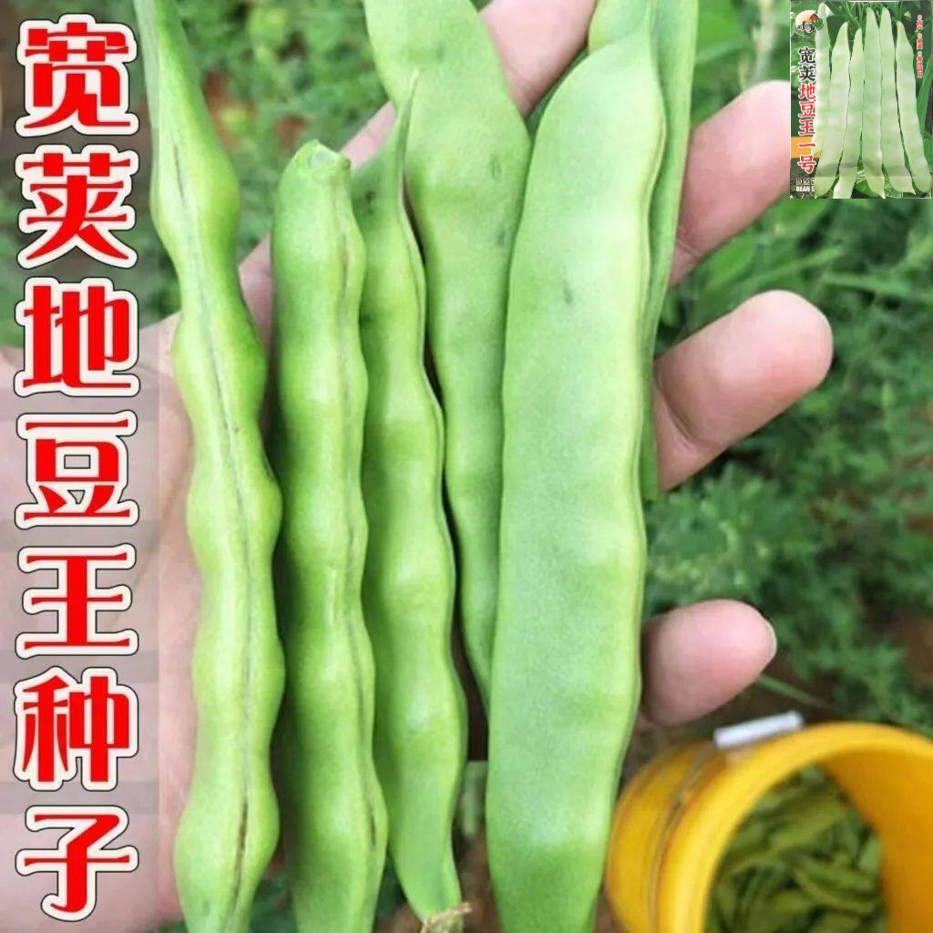 无架宽荚地豆王一号种子高产不搭架无筋豆角种子籽矮生四季豆种籽