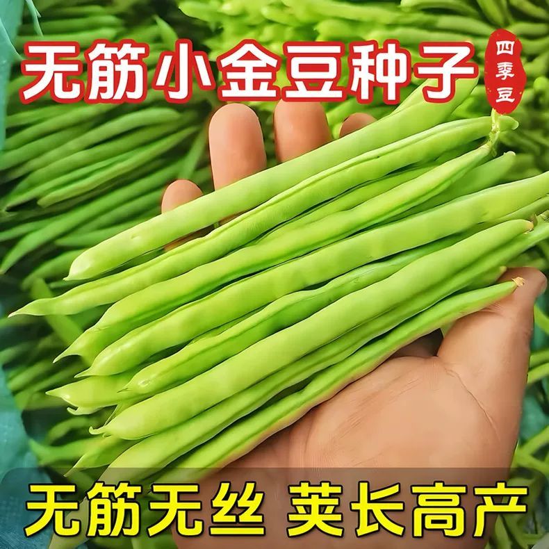 美特嫩玉小金豆种子高产菜种青扁豆种籽四季豆蔬菜孑豆种豆角籽种