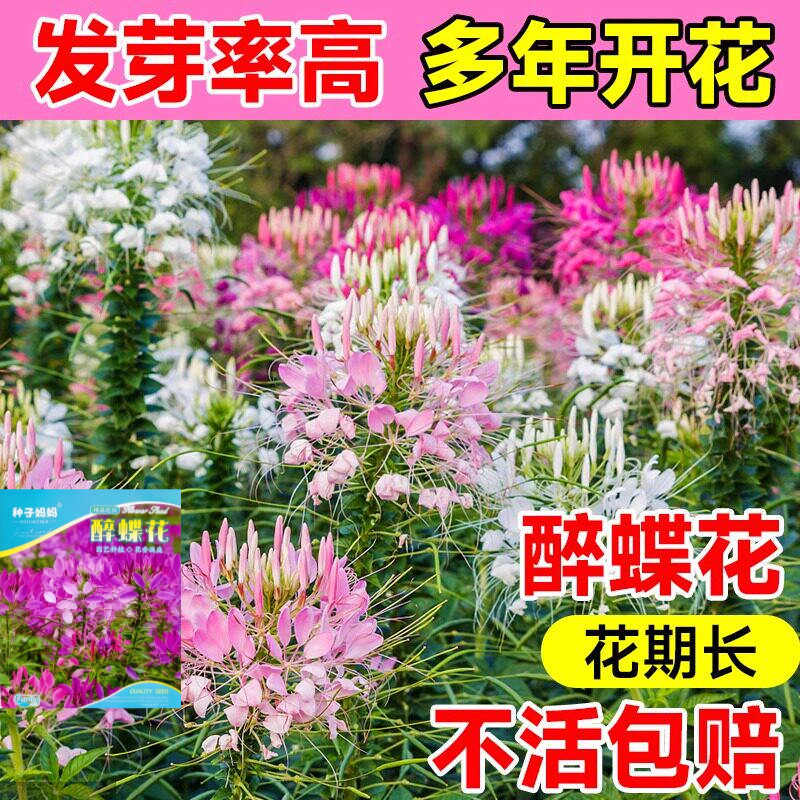 醉蝶花种子春季播易活花坛盆栽图片