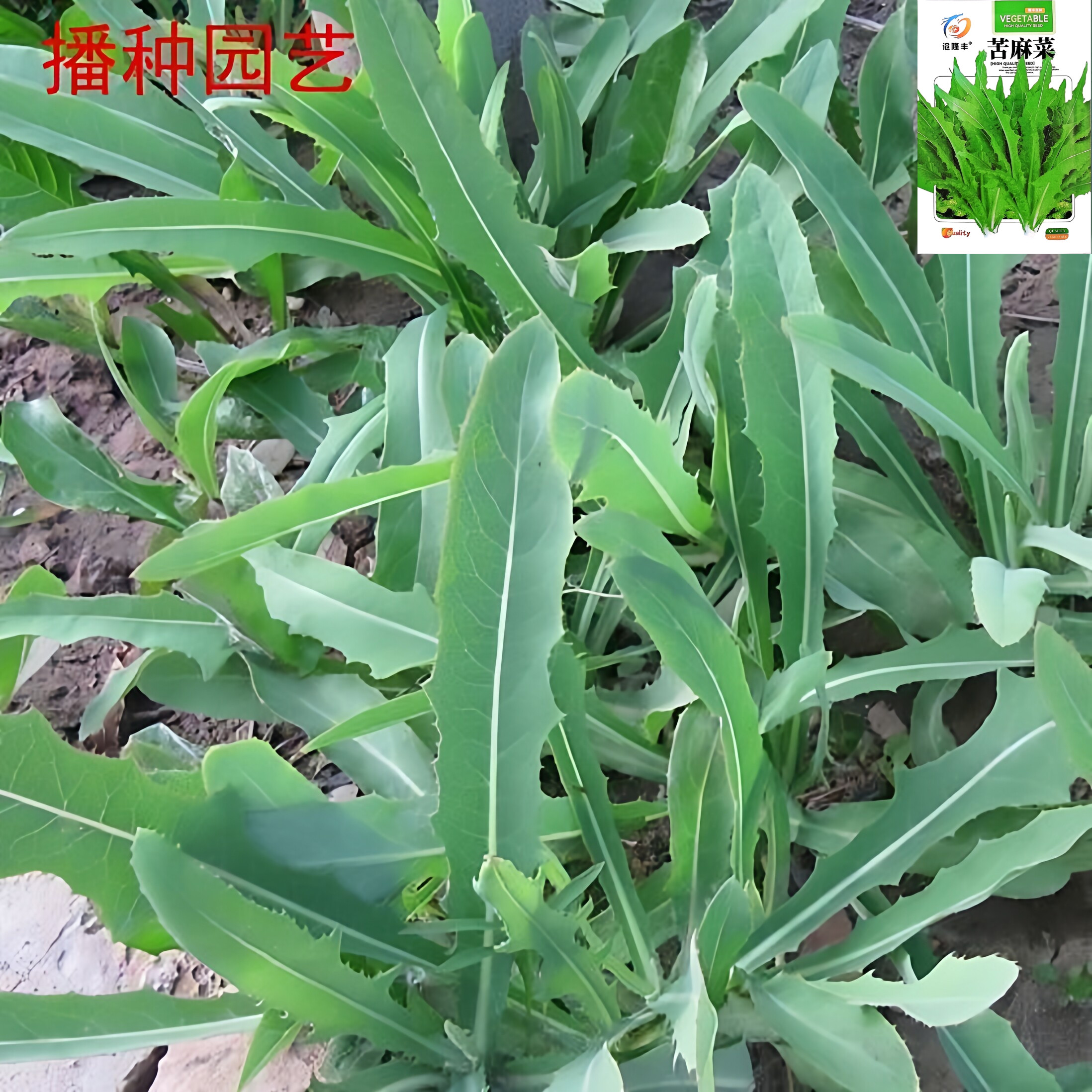 苦麻菜种子野菜种子苦菜盆栽蔬菜种子阳台种菜四季播苦生菜新疆
