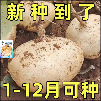 牧马山凉薯种子早熟香甜大白瓤