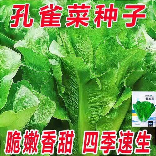 孔雀菜生菜种子四季可种高营养