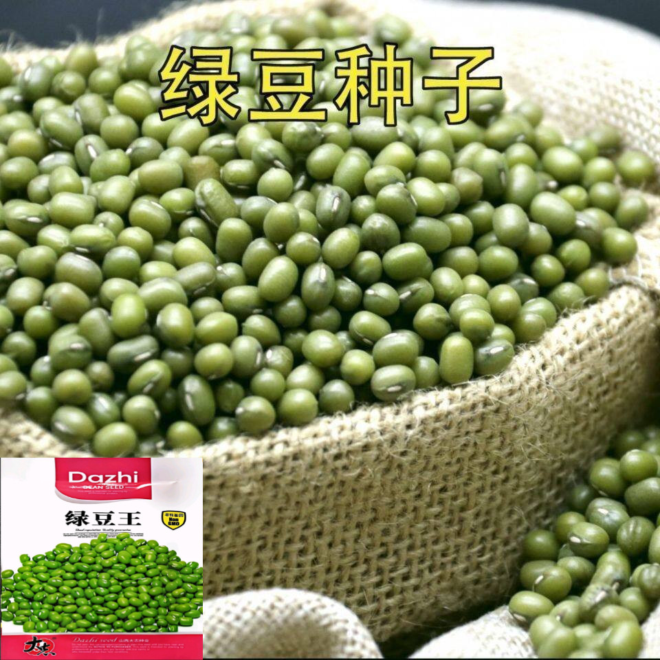 大粒早熟绿豆种子60天非转基因高产原装种子农科院发芽专用绿豆籽