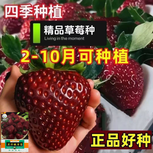 黑珍珠草莓种子四季结果盆栽