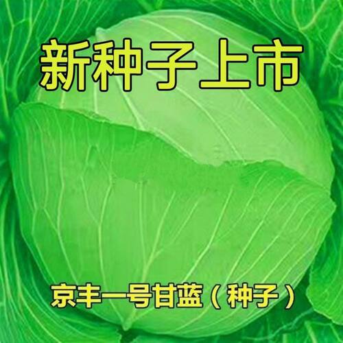 京丰一号中熟特大包心甘蓝种子