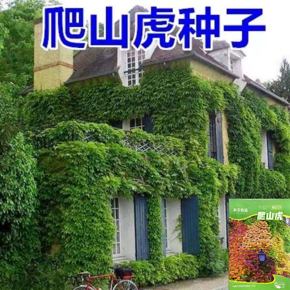 爬山虎种子四季常青种室外阳台庭院爬藤爬墙观叶植物花种子