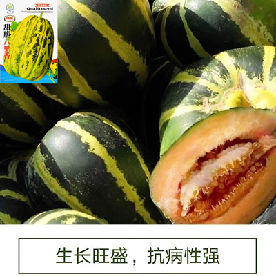 八里香甜瓜种子中早熟特甜易种