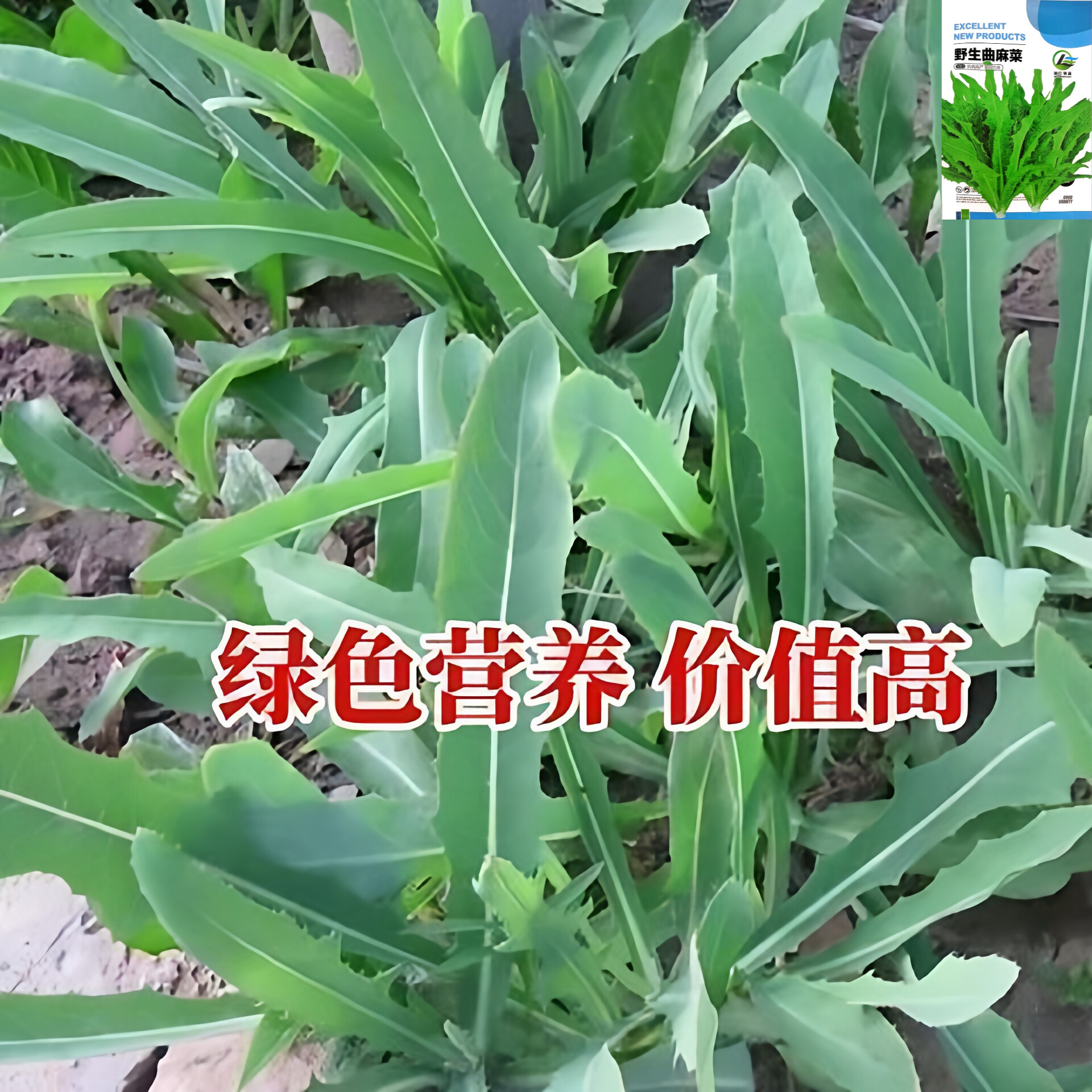 曲麻菜种子曲曲菜种子苦菜子苦葛麻曲麻菜四季播蔬菜种子可食用新