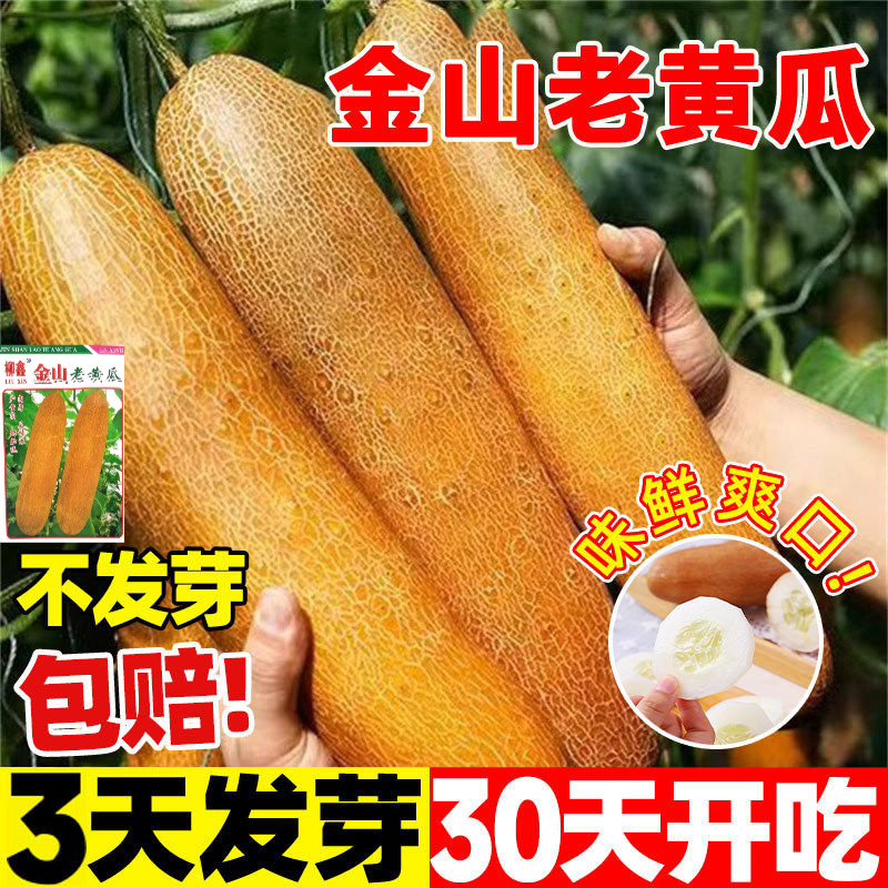 金山老黄瓜种子孑春季夏季秋季耐热四季盆栽特大东北黄皮黄瓜种籽