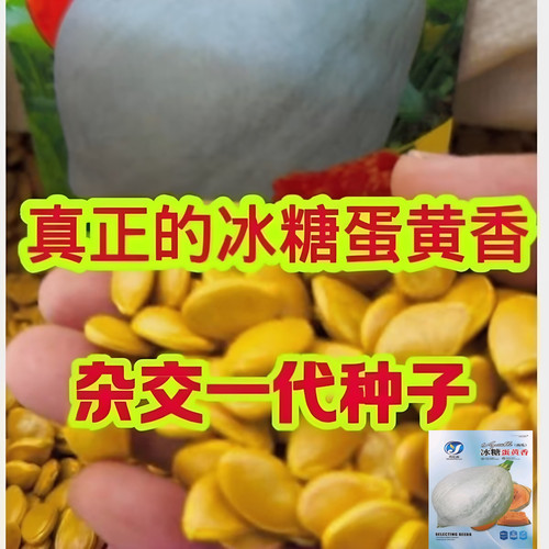 冰糖蛋黄香南瓜种子耐热春秋播