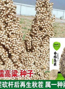 白糯高粱种子高产抗旱