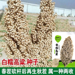 白糯高粱种子矮杆白粘高粱种子高产抗旱糯米高粱种籽五谷杂粮缨子