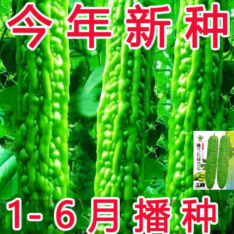 长绿苦瓜种子四季阳台季庭院阳台盆栽蔬果常绿苦瓜种子大全蔬菜