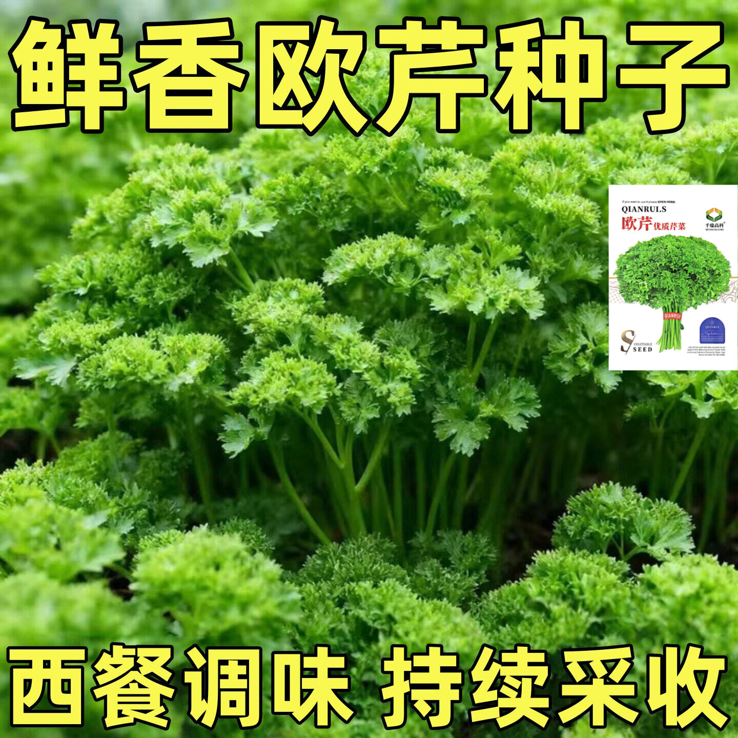 欧芹法国香芹种子芹菜种籽苗西芹四季秧苗蔬菜法香孑苗子根苗秧