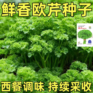 欧芹法国香芹种子芹菜种籽苗西芹四季秧苗蔬菜法香孑苗子根苗秧