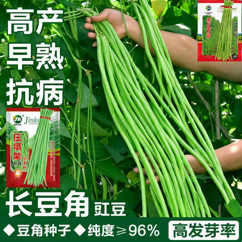 特长长豆角种子压塌架爬藤一点红图片