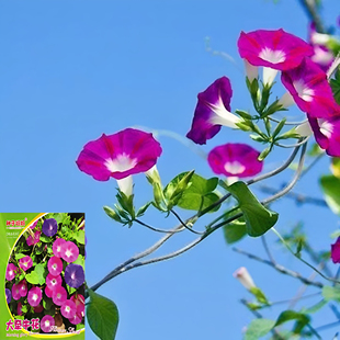 混色凤仙花种子多色可染指甲花种子七彩小凤仙四季庭院盆栽花种籽