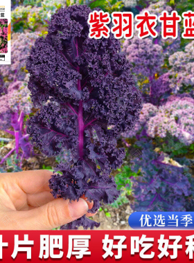 紫羽衣甘蓝种子紫色甘蓝种籽春秋四季阳台盆栽甘兰皱叶菜蔬菜种孑