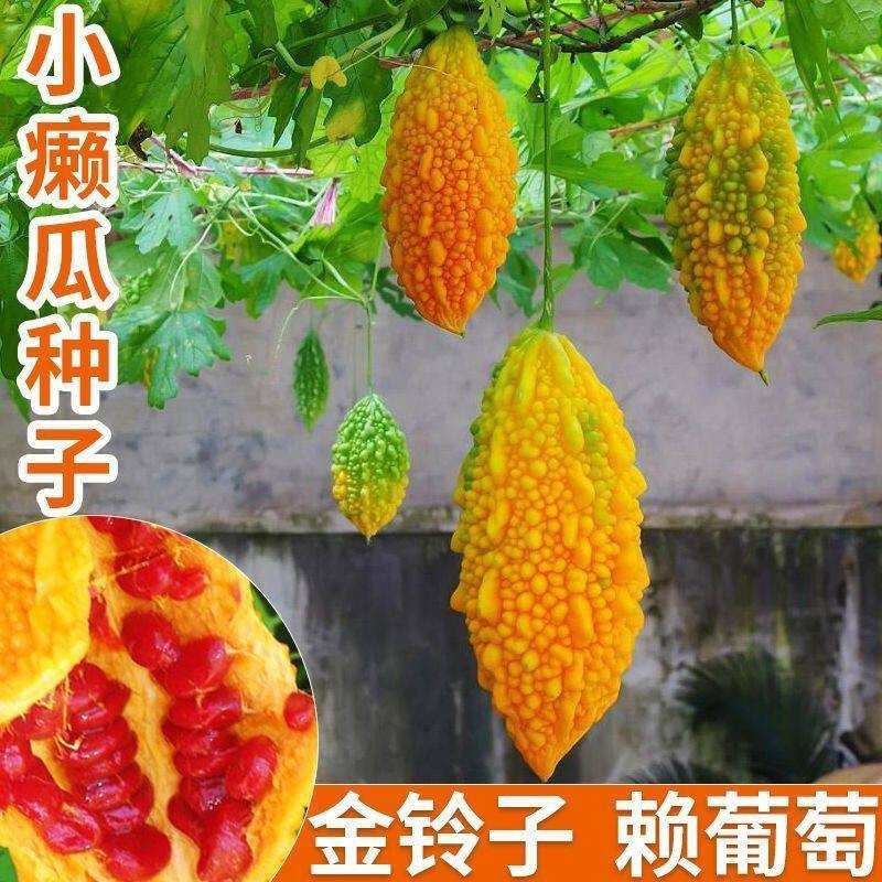 水果小癞瓜种子金铃子赖葡萄赖瓜水果种籽四季阳台爬藤水果种子孑