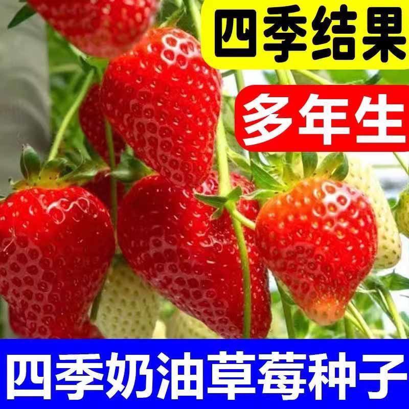 奶油草莓种子四季开花结果盆栽图片