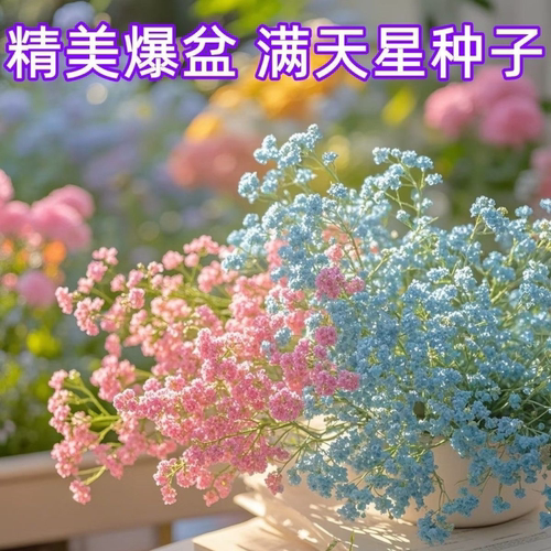 满天星花种子四季播爆盆开花
