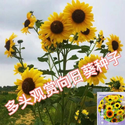 多头向日葵种子四季易种开花