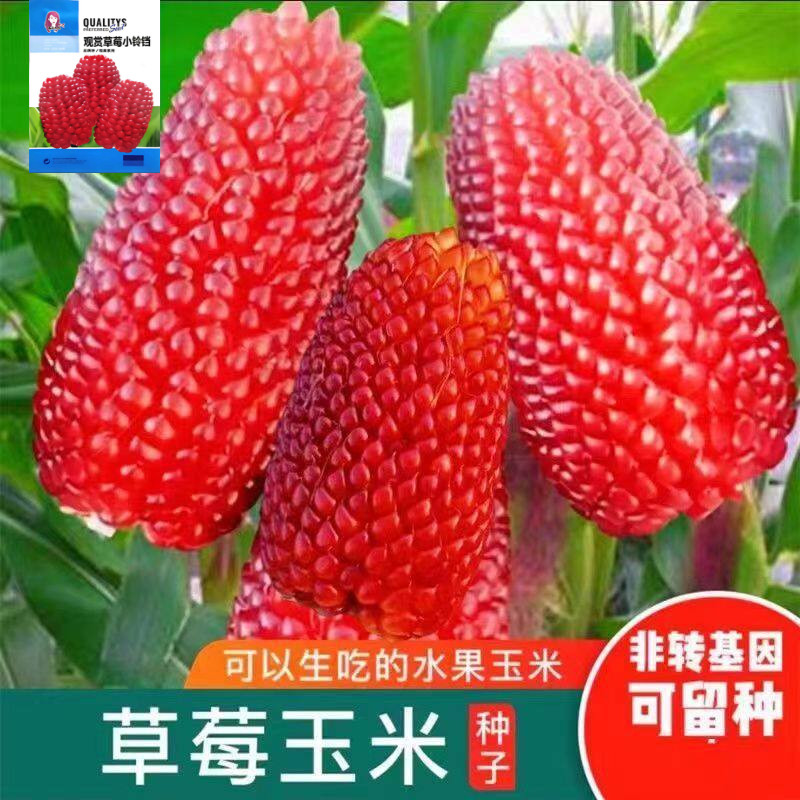 草莓玉米种子生吃型甜水果玉米种子香糯四季播种阳台盆栽水果种籽