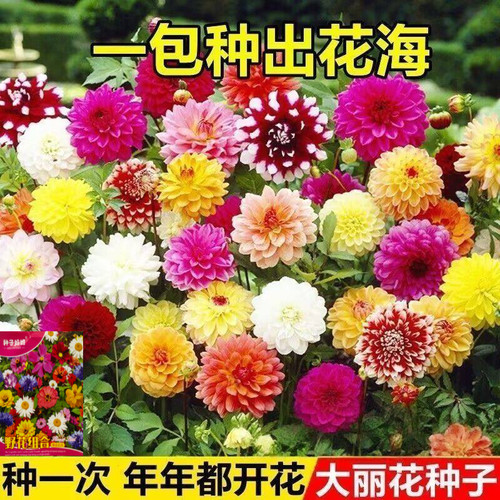 大丽花种子四季种耐寒易活开花