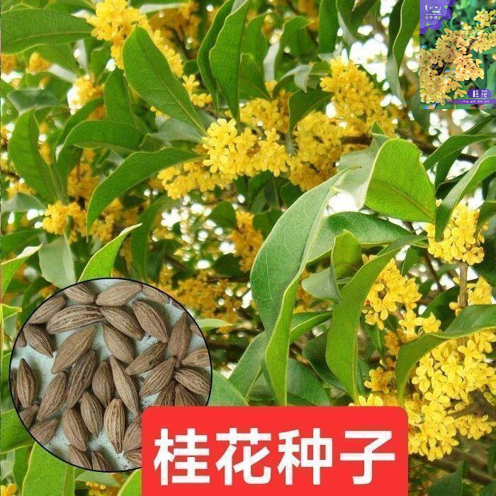当年桂花种子_四季桂金桂沉香八月桂花树种子_桂花种籽四季播易活