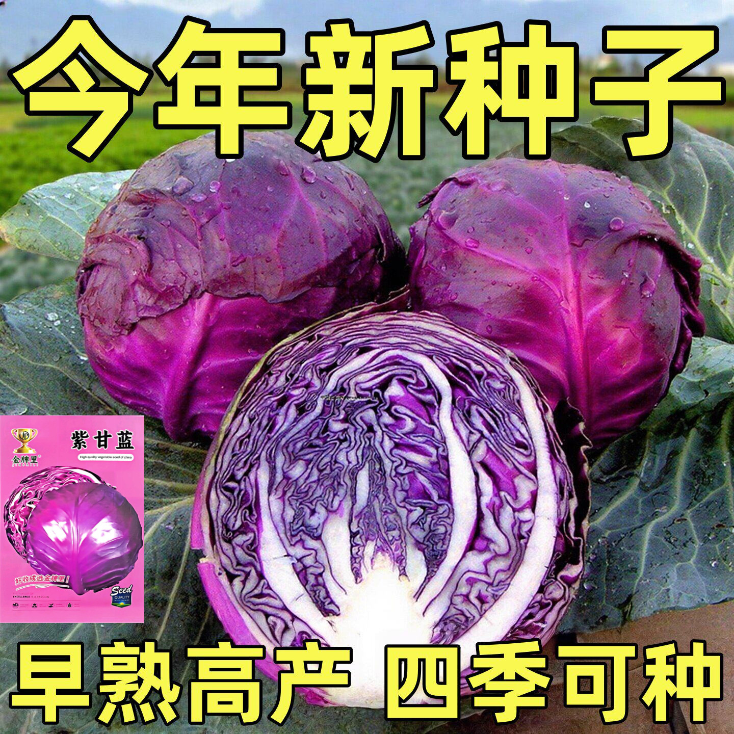 紫甘蓝种子紫色紫皮包菜种籽卷心菜庭院四季农家包心菜圆形菜种孑