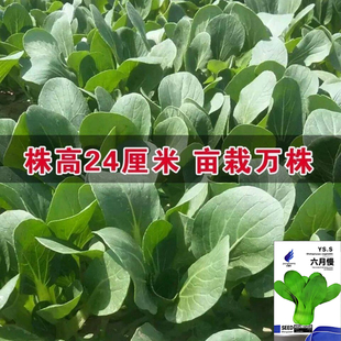 六月慢青菜种子家庭阳台种植菜园种籽高出芽率青菜籽露地露台栽培