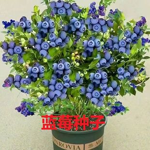 新品原装蓝莓果树种子盆栽地栽纯甜南方北方庭院阳台种植蓝莓种子