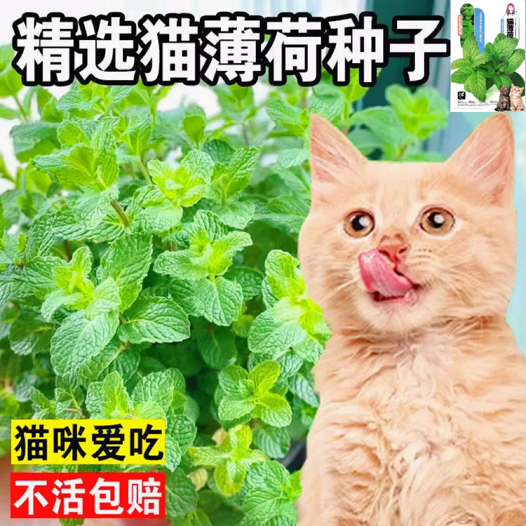 猫薄荷种子可食用留兰香易活图片