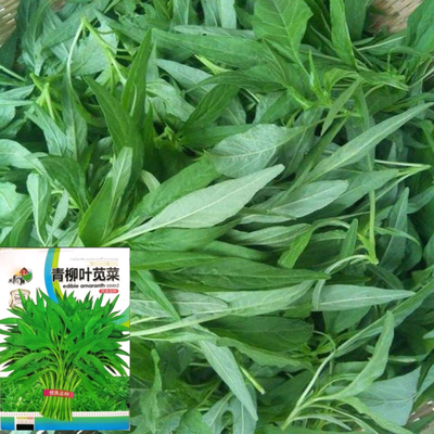 青柳叶苋菜种子高产耐热耐旱