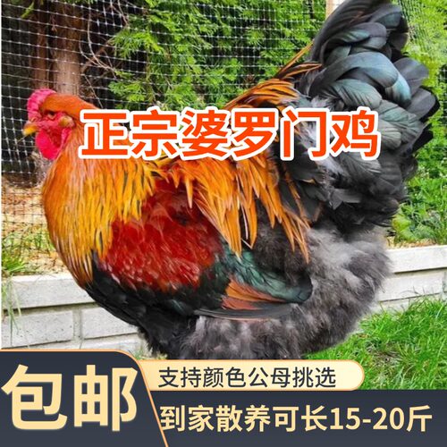 （山东发货）正宗纯种婆罗门鸡脱温大红袍梵天鸡农村散养宠物鸡
