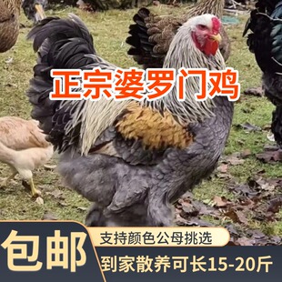 （山东发货）正宗纯种婆罗门鸡脱温大红袍梵天鸡农村散养宠物鸡