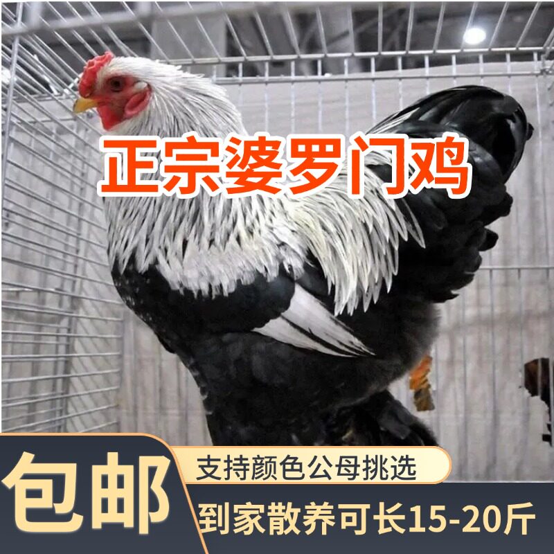 （山东发货）正宗纯种婆罗门鸡脱温大红袍梵天鸡农村散养宠物鸡