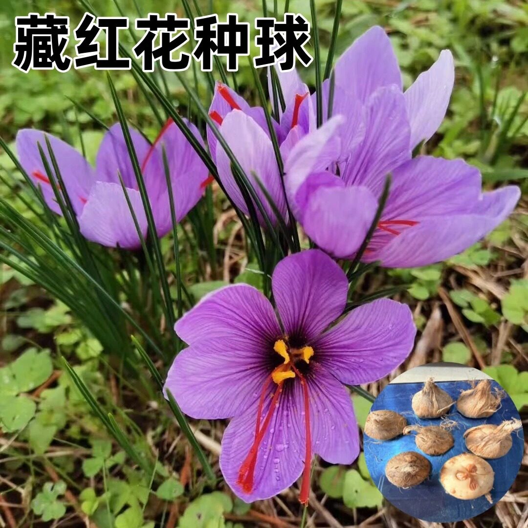 藏红花种球耐寒耐旱花蕊可食用可泡脚多年生花卉种球zy