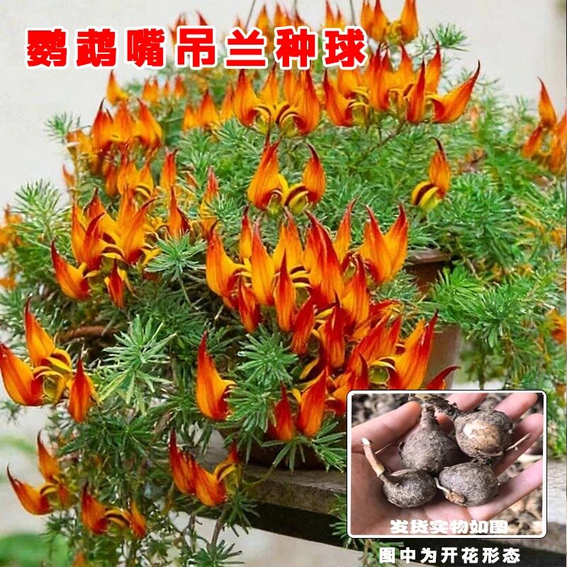 鹦鹉嘴吊兰种球花朵百脉根盆栽花卉室内阳台垂吊株型多年生zy