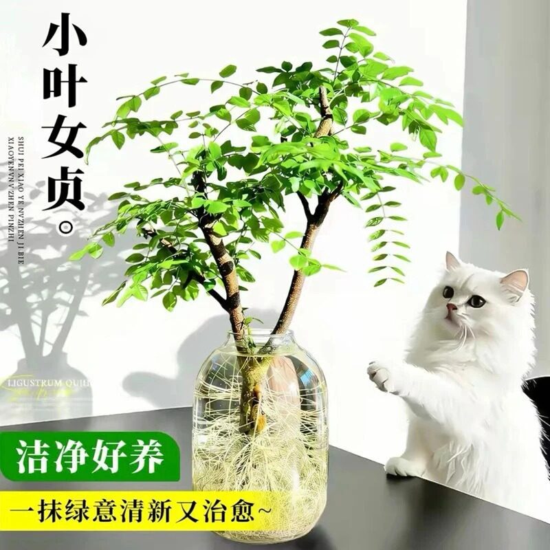 小叶女贞水培老桩室内四季常绿好养绿植水培木本植物zy