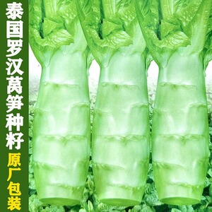 四川罗汉莴笋种籽圆叶粗壮莴苣鸡腿莴笋四季播耐热南方蔬菜种子zy
