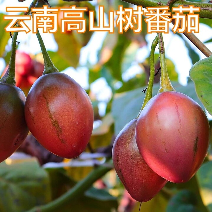 云南德宏树酸茄250g凉拌炒肉