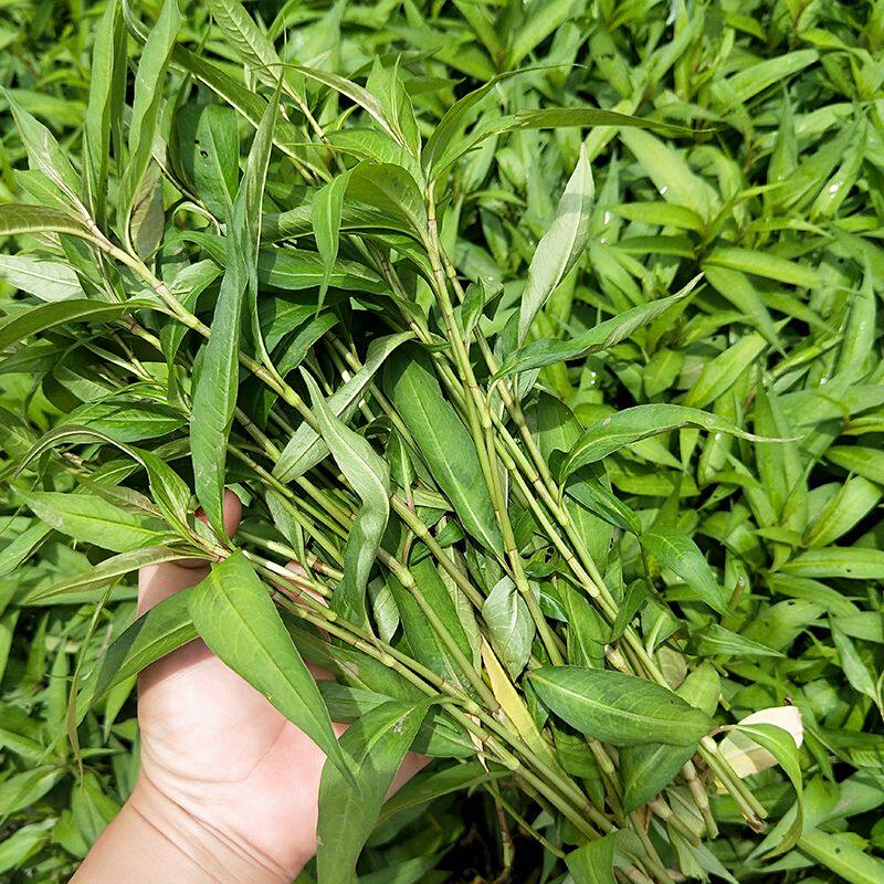 香柳香辣柳云南德宏特产香料香菜野菜香柳菜煮鱼火锅2斤包邮