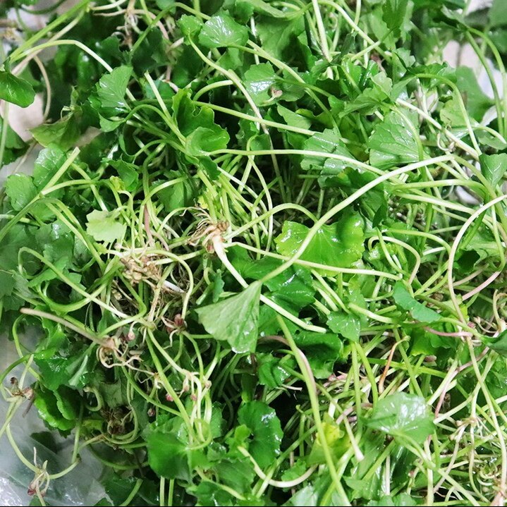 云南马蹄草水莲叶野生马蹄叶马蹄菜野苦菜 凉拌菜 煮肉圆子500克