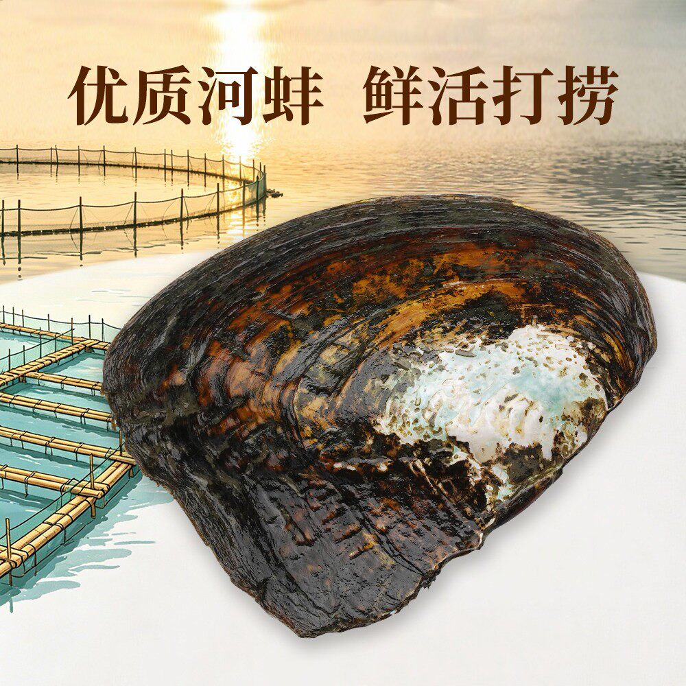 浮白珠宝淡水珍珠爱迪生珍珠养殖蚌直播活体现开diy珍珠项链耳钉