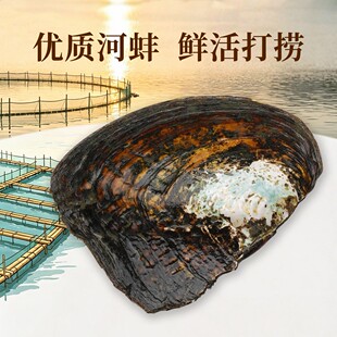 浮白珠宝淡水珍珠爱迪生珍珠养殖蚌直播活体现开diy珍珠项链耳钉
